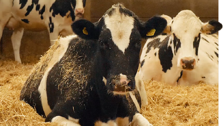 Cows