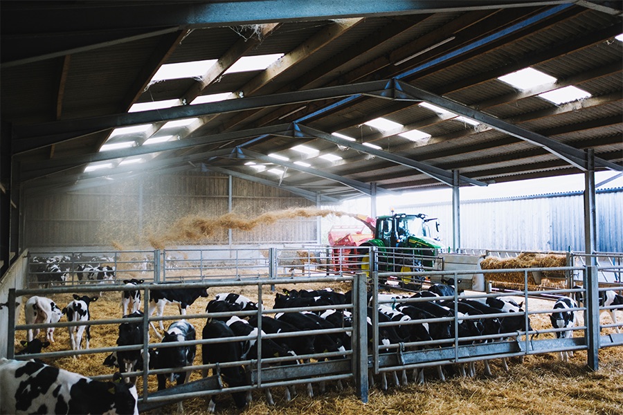 6200P bedding cattle